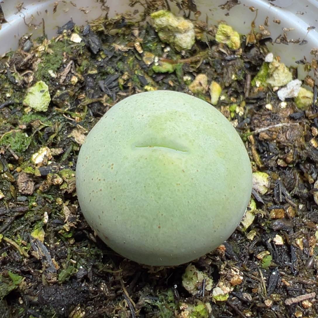 【闪购商品】 916。   