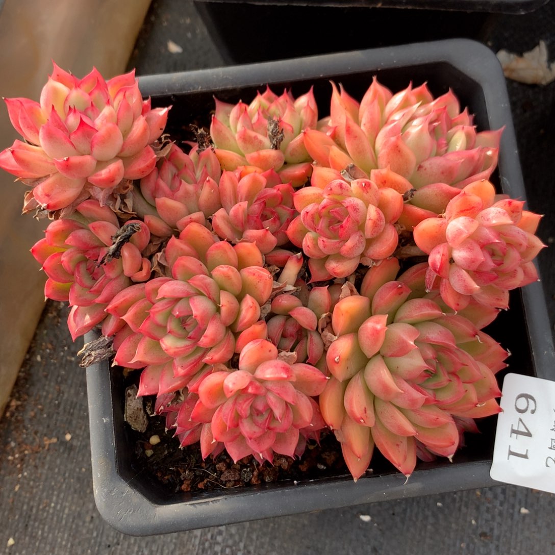 641不包掉头特价处理