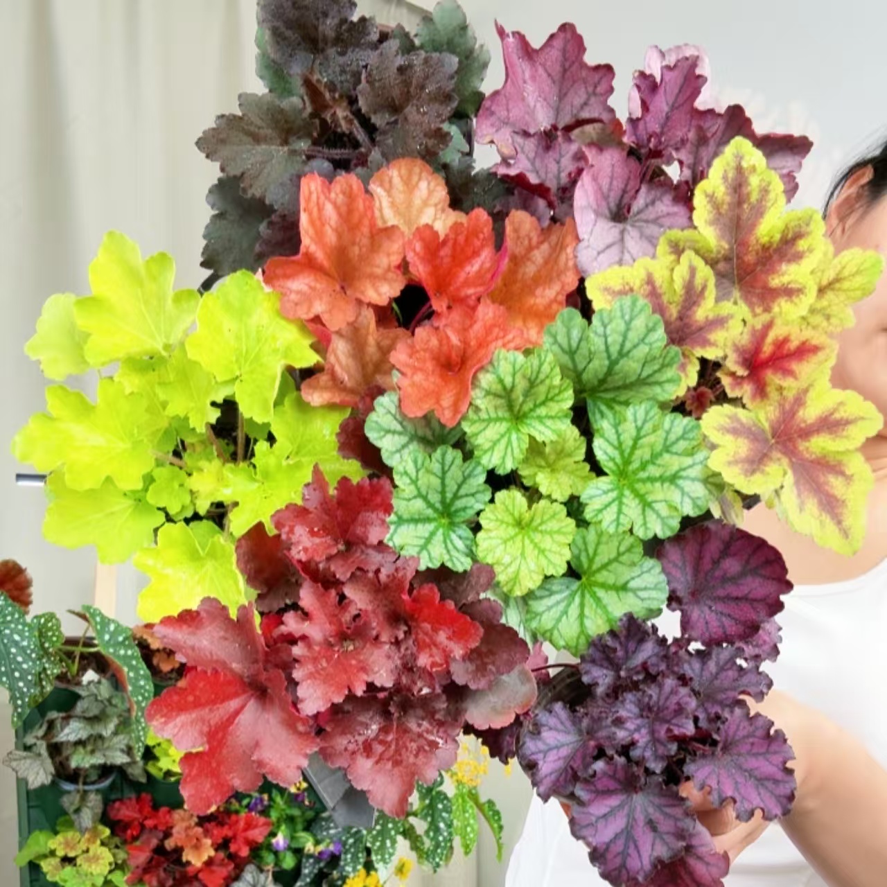 【多色矾根盆栽】耐阴耐寒绿植花卉阳台庭院花园南北方【随温度变化】