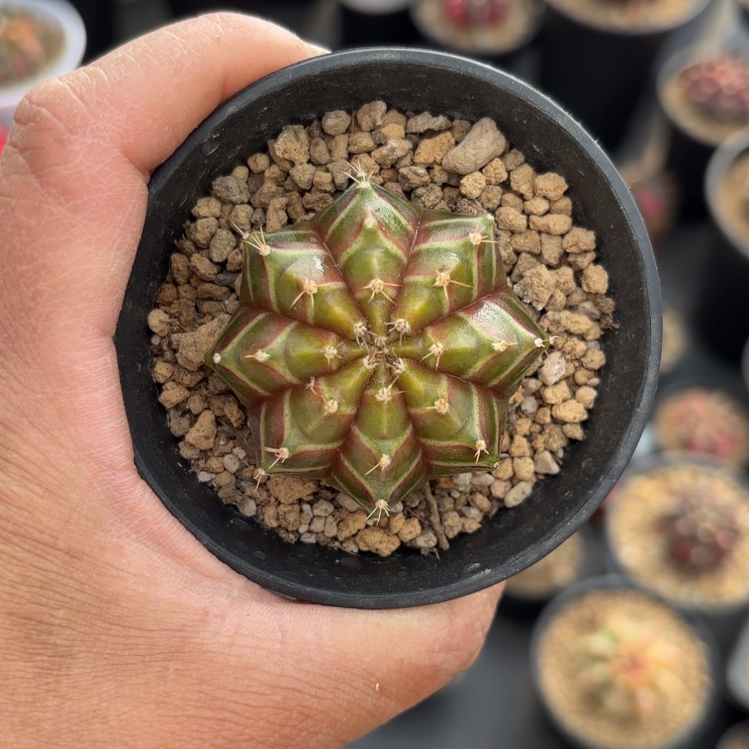 泰系实生轮回仙人球26