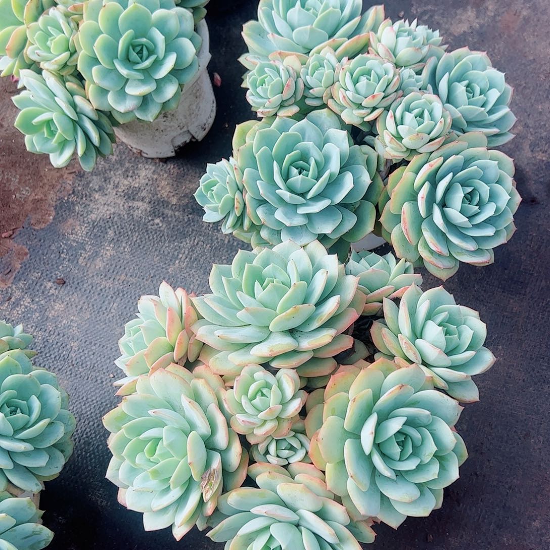 果冻恋曲多头群生老桩