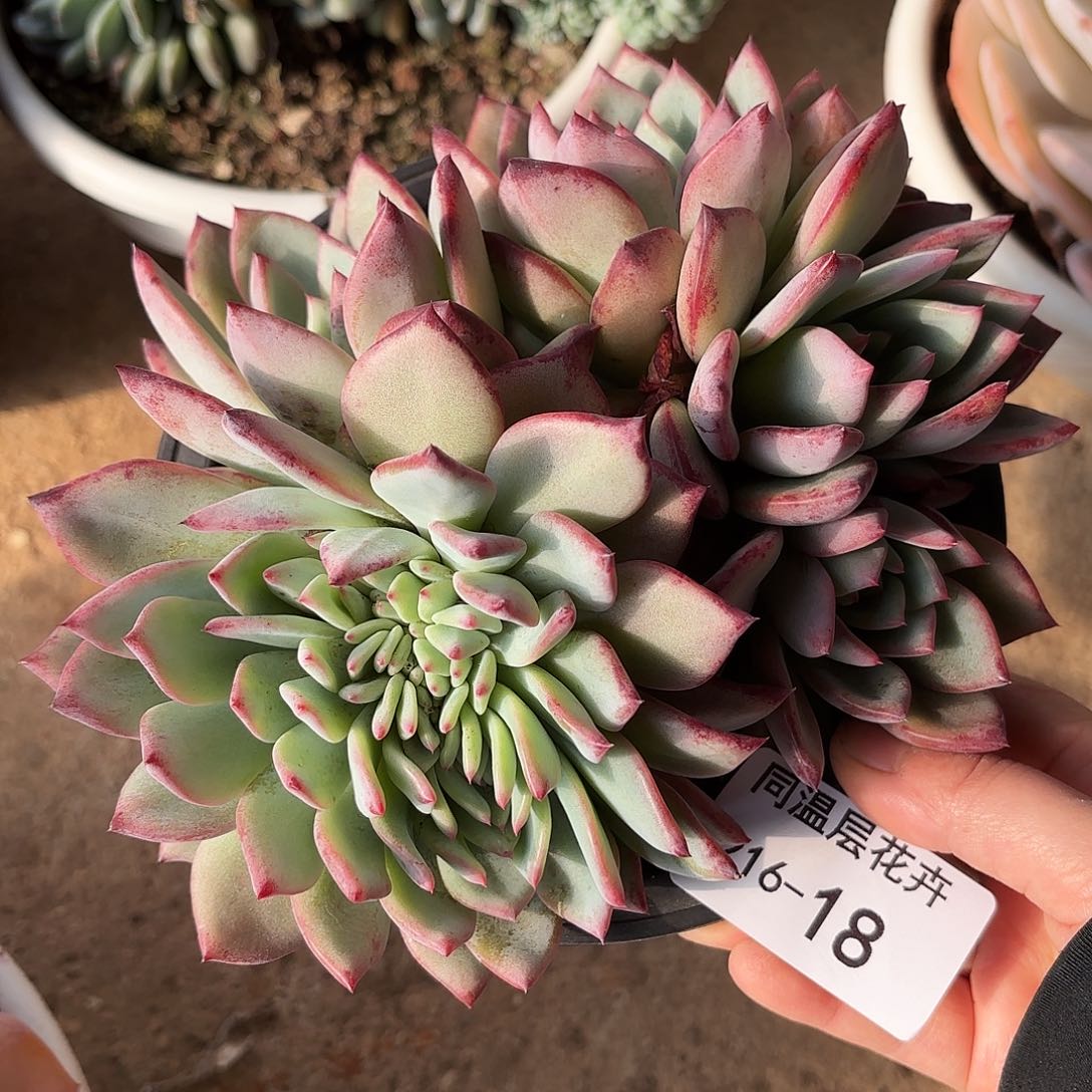 同温层多肉红拉糖缀18
