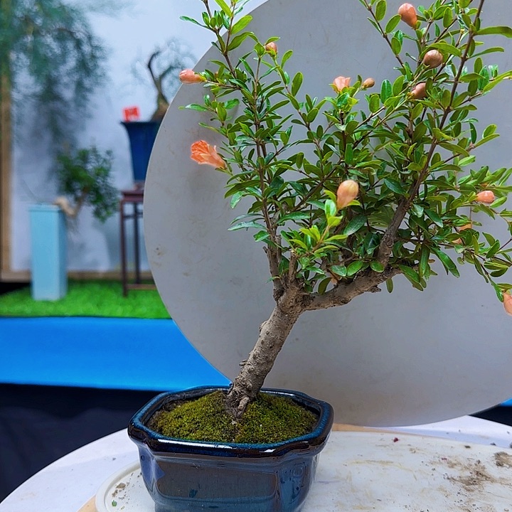 否***者宫灯石榴带盆包邮