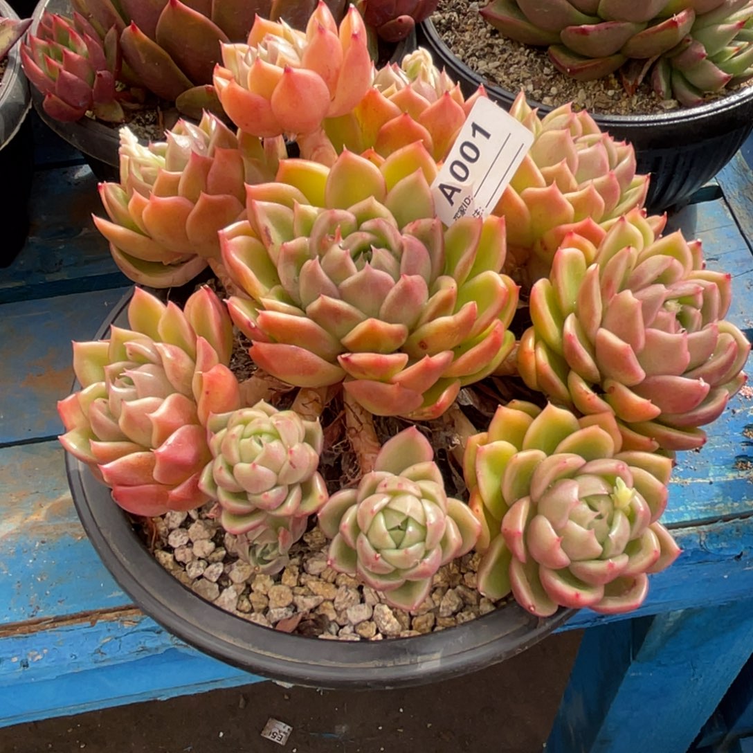 无花朵若茹东云单拍A001