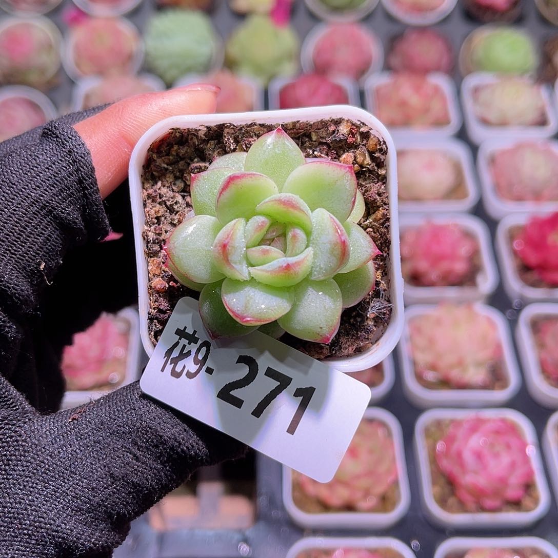 花09-271新品珍妮