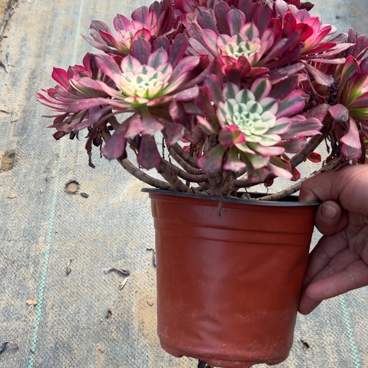 12红铜壶白多肉多肉多肉