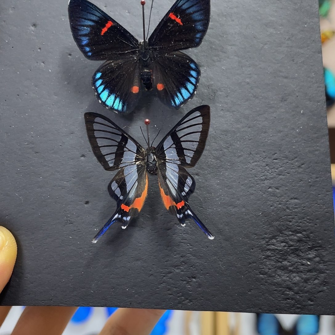 S***.有机玻璃蝴蝶标本