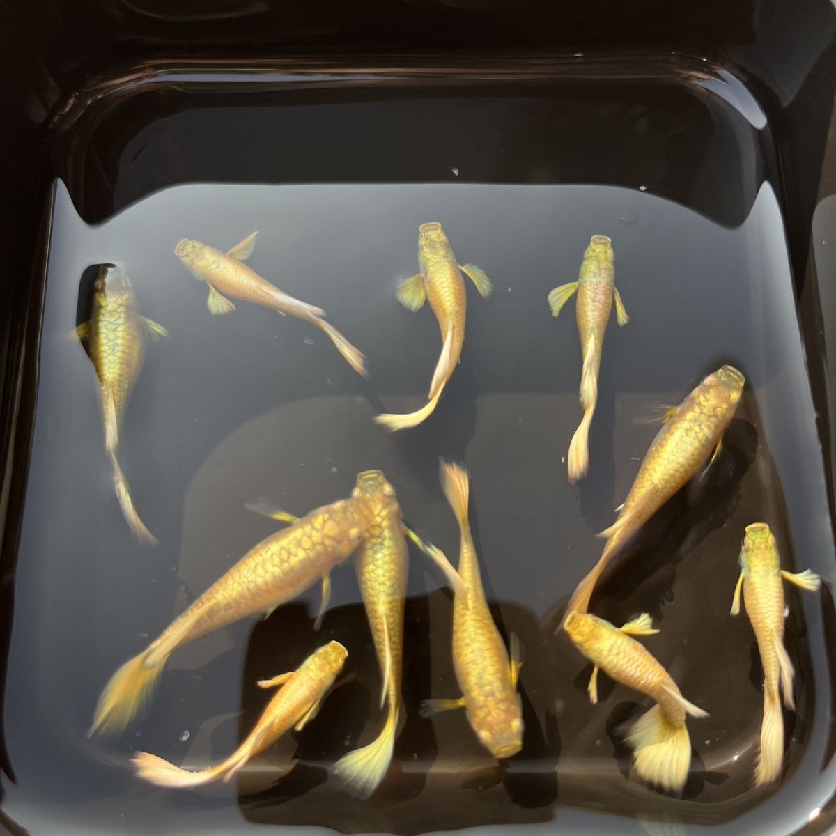 黄金满鳞孔雀鱼（实物以直播间为准）