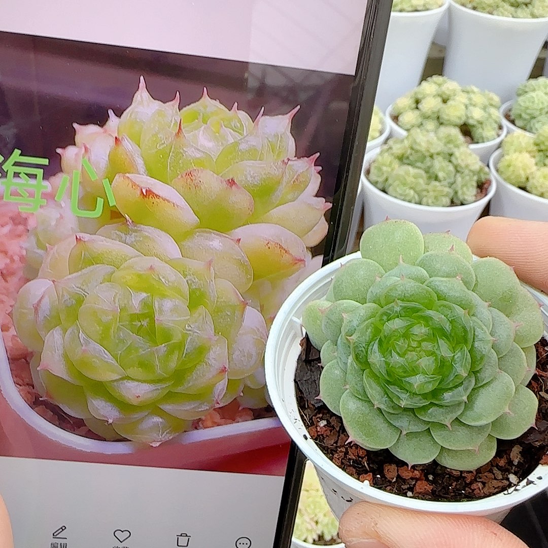 【闪购商品】1026-5海心