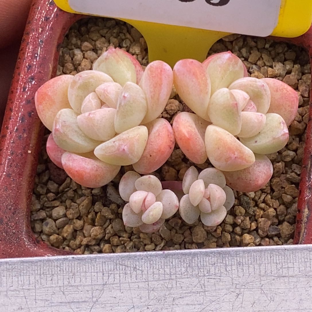 7193胭脂丸叶冰玉多肉植物