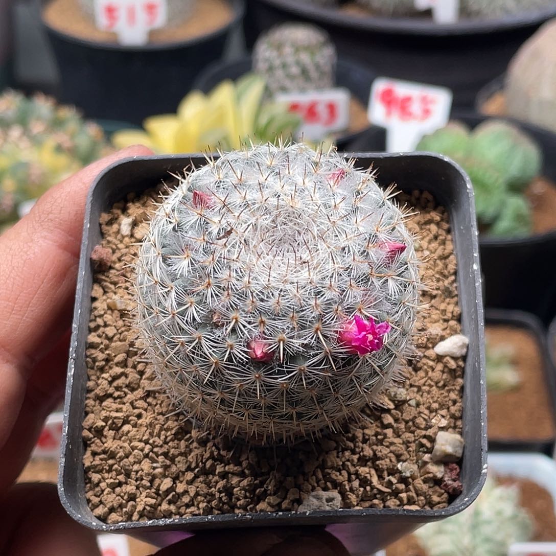 实生紫花银河希望丸仙人球 微瑕包邮