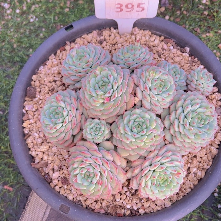 健健康康平平安安多肉