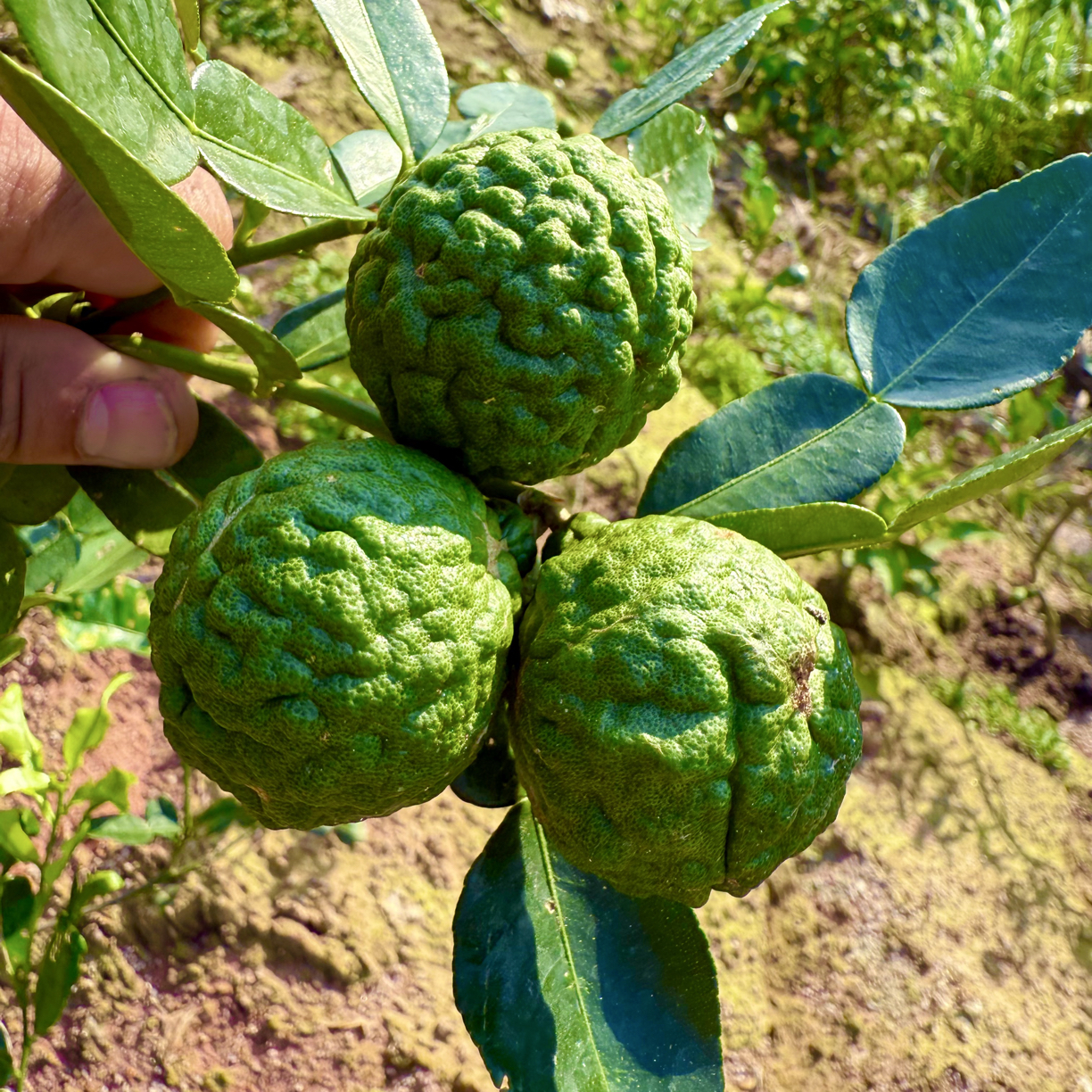 新鲜水果 皱皮柠檬果 马蜂柠檬果 自家种植的做冬阴功汤 泰国风味