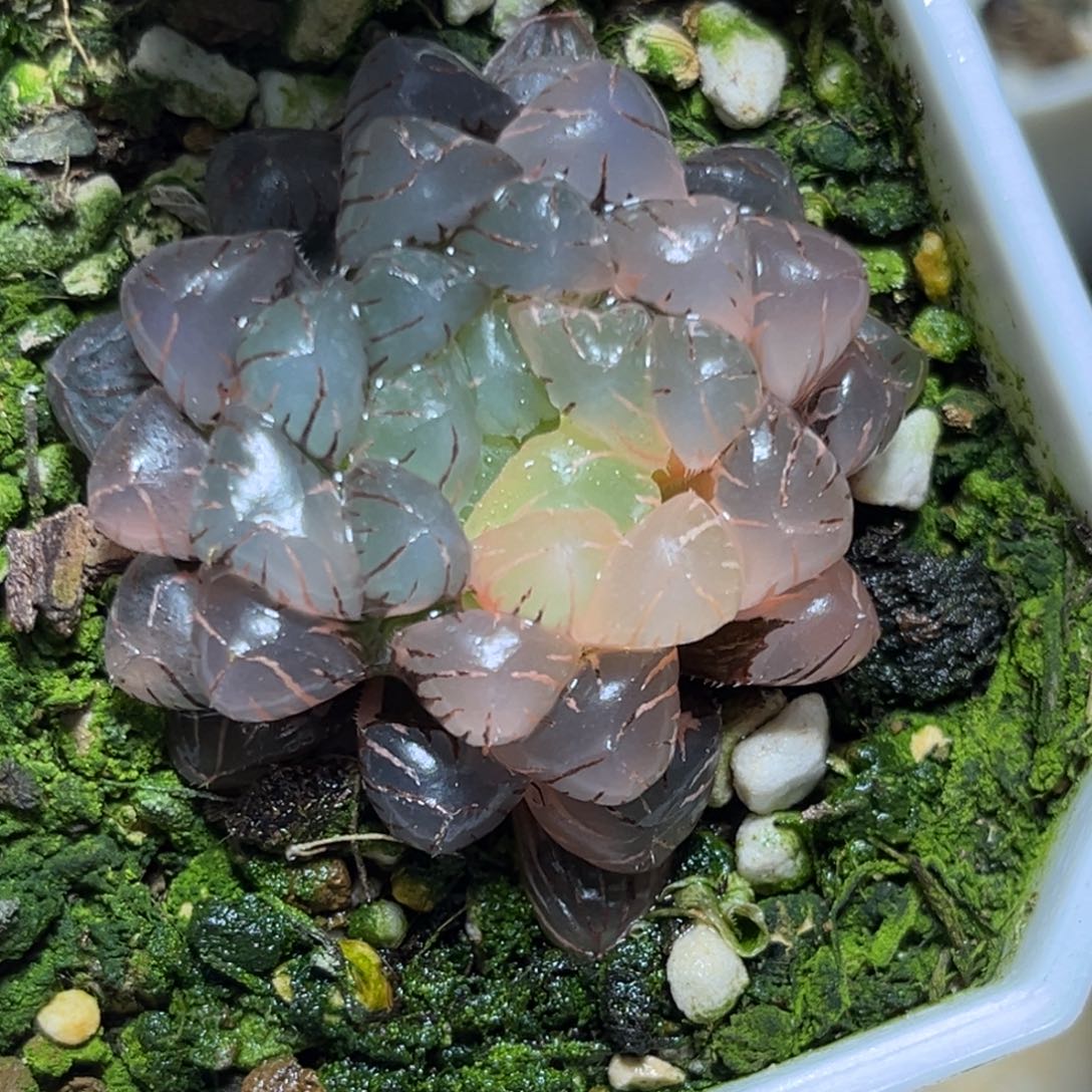 恭喜发财大吉大利0093