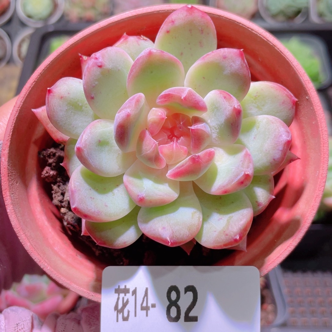 花利美14-82新品单头