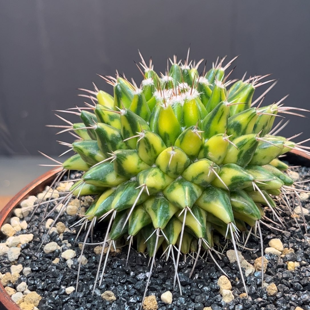 影清锦Zzzzzzzzzzzzzzzzz