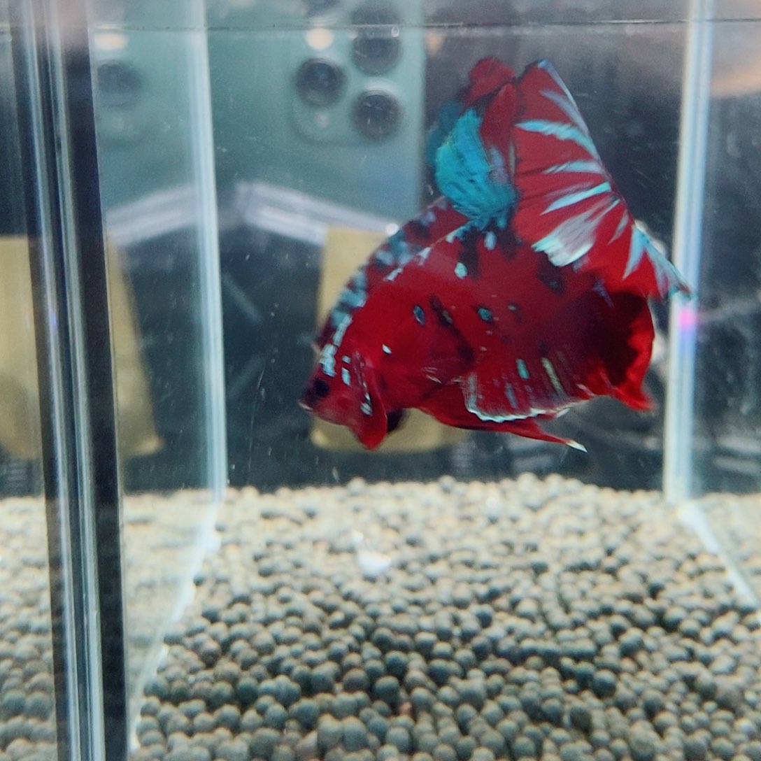 伊***卡黑14号巨斗将军的