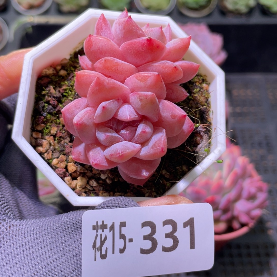 花利美15-331粉钻双头