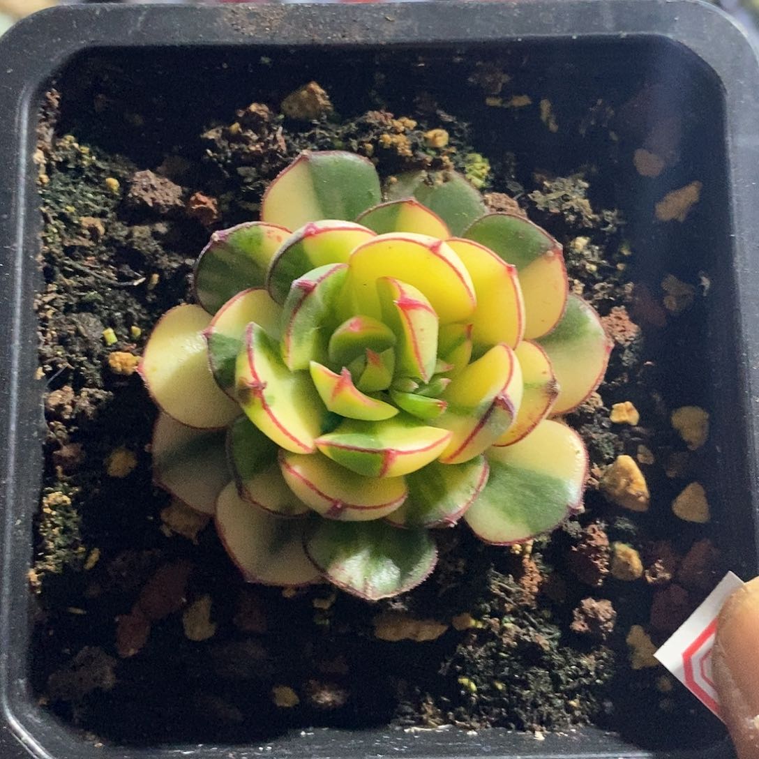 A906精美多肉丹尼尔锦