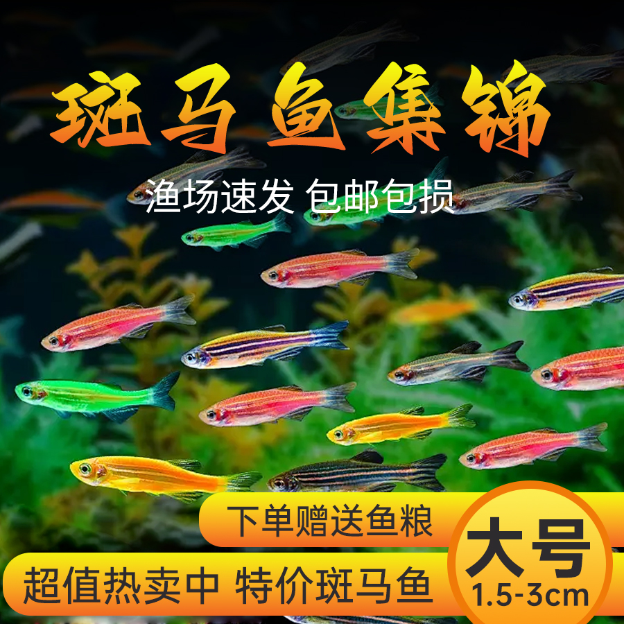 (混色斑马鱼）新手热带鱼淡水鱼冷水观赏鱼易活好养糖果小型鱼