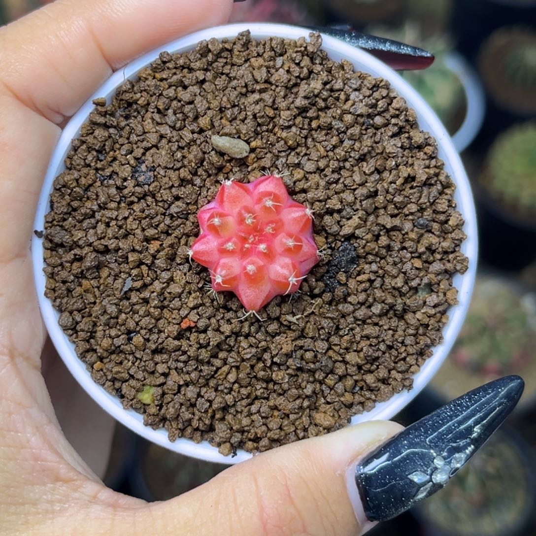 红轮回 福利 带盆土