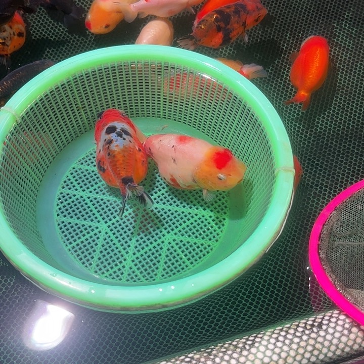 金鱼69米任选2条