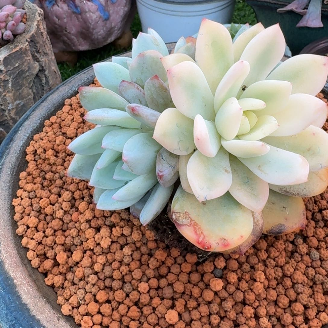 梦露锦的多肉植物