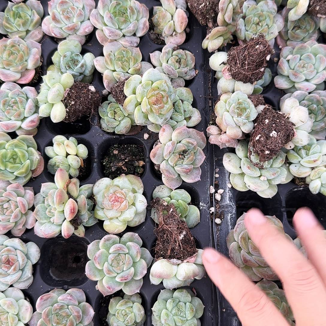 糖心混合穴一个满25包邮