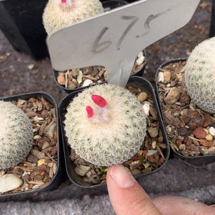 绿****然675实生活皮实好活