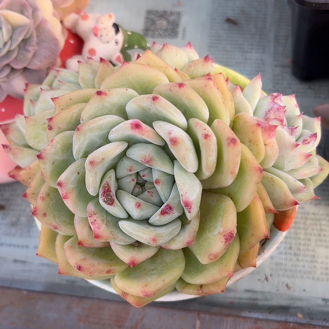 白拉糖一物一拍老桩