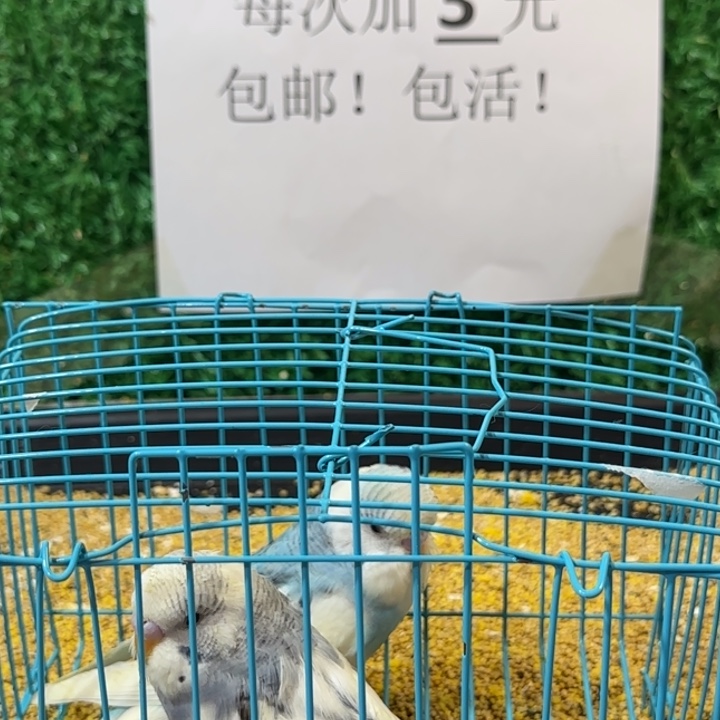 虎皮鹦鹉大头虎皮鹦鹉