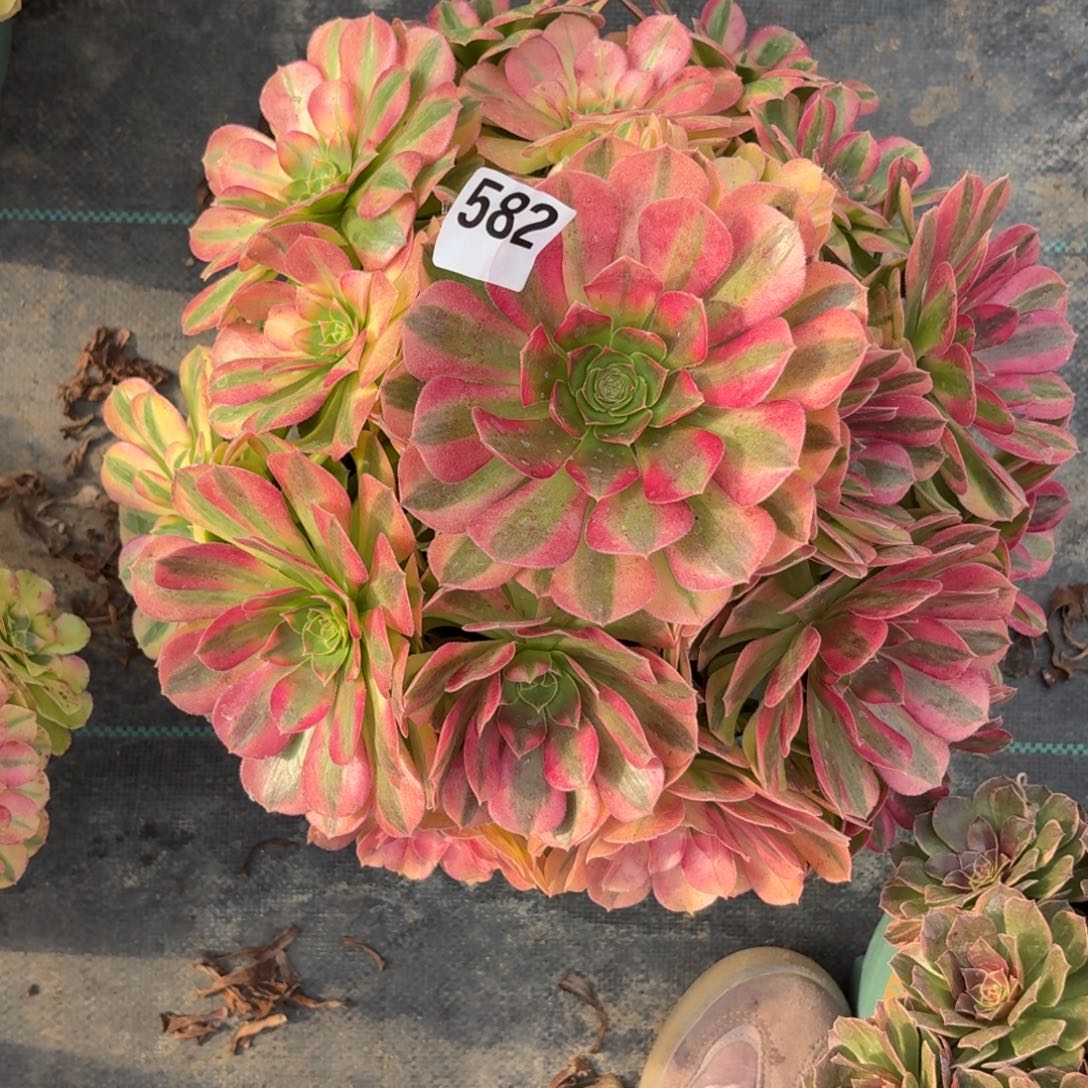 582巨大雨河多肉植物福利来