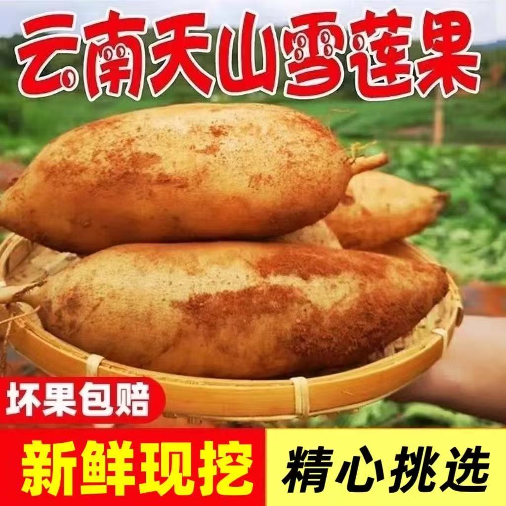 【现货速发】云南天山雪莲果脆甜新鲜水果应季水果清甜脆爽多汁黄心