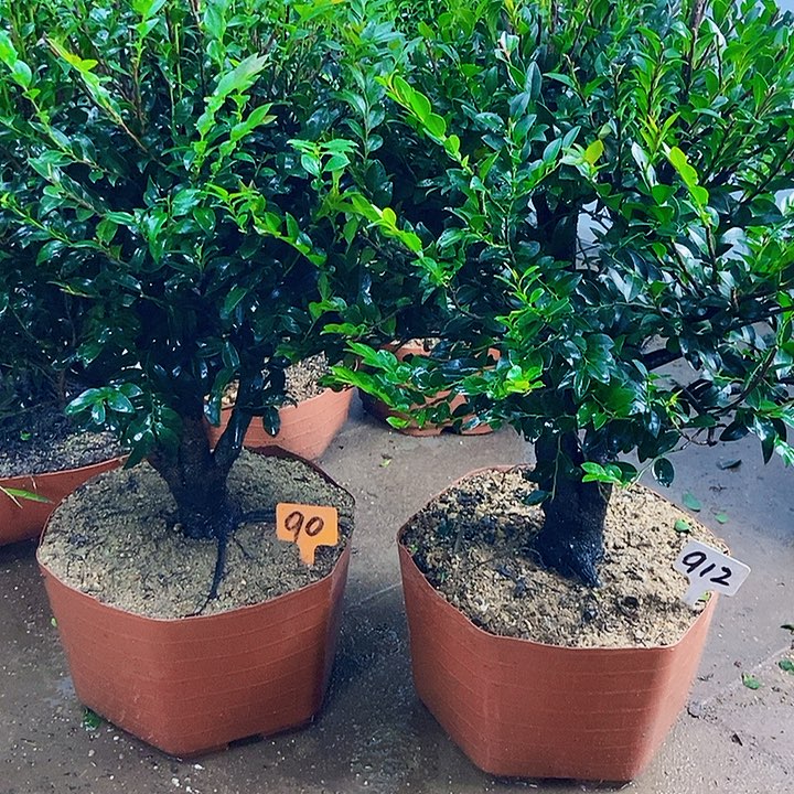 无花朵小叶紫檀景