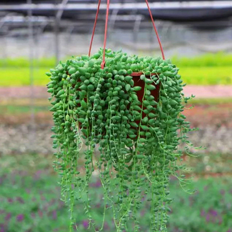 情人泪防辐射多肉植物佛珠吊兰盆栽珍珠吊兰绿植室内阳台办公室