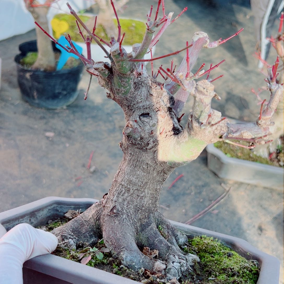 胡*枫树枫树枫树灯牌