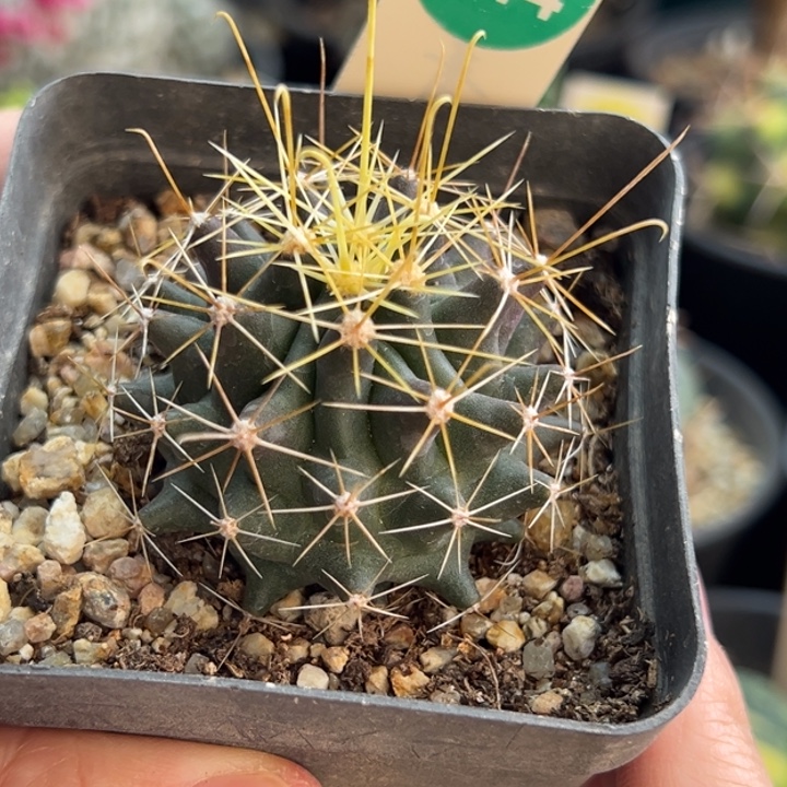 实生金勾刺球一棵仙人球