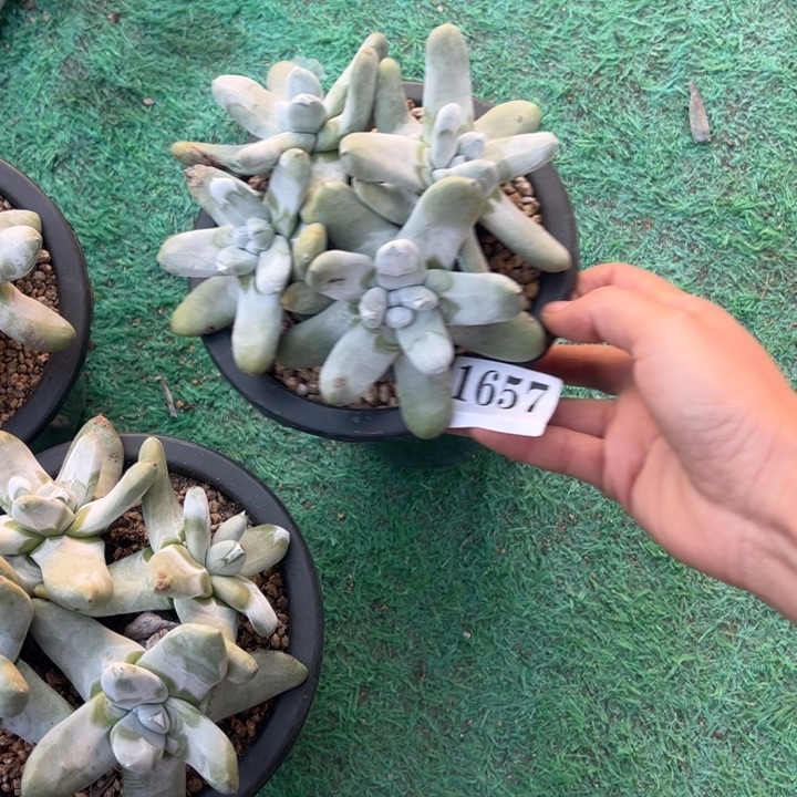 深***海657号拇指多肉植物