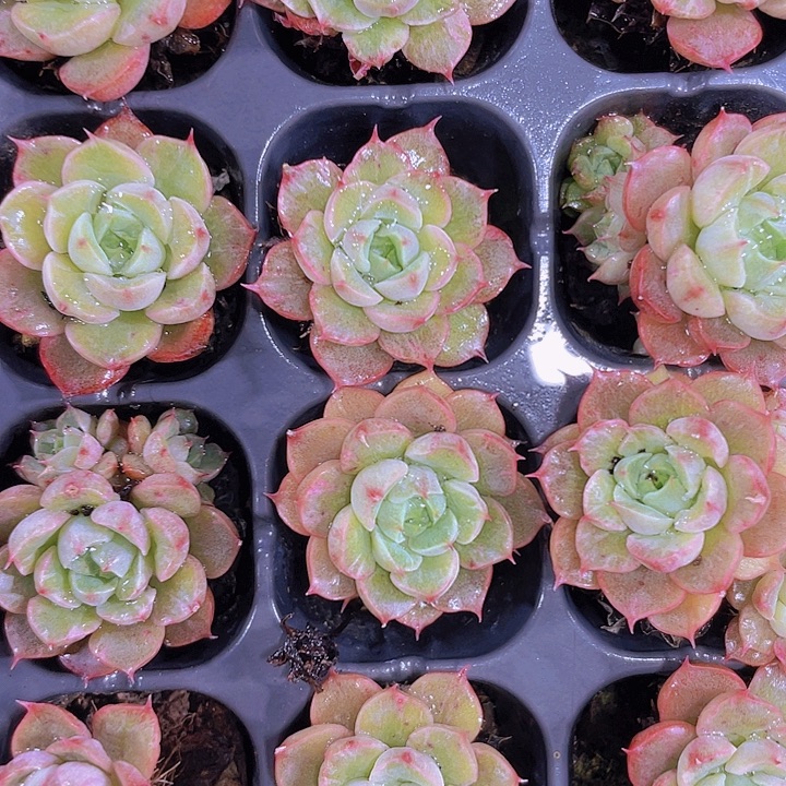 红酒桃锦【满10颗包邮】