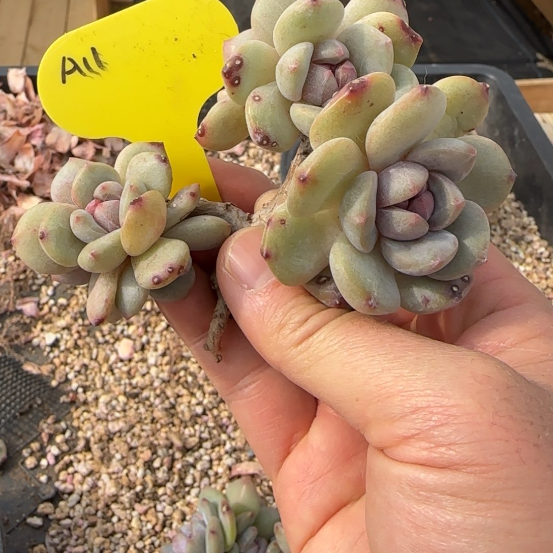 突尼斯发货多肉星影6头