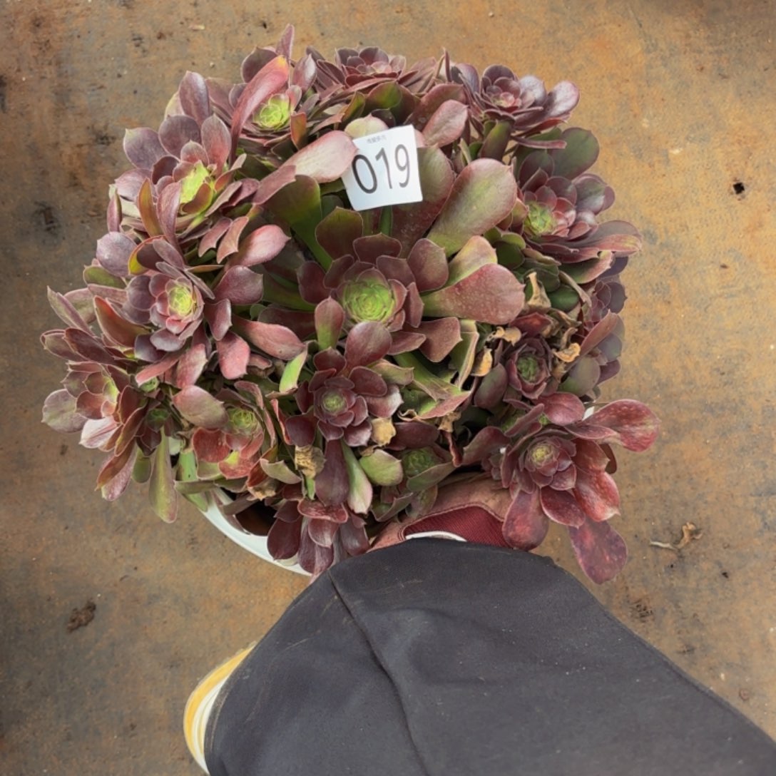 哈哈多肉葡萄福利019