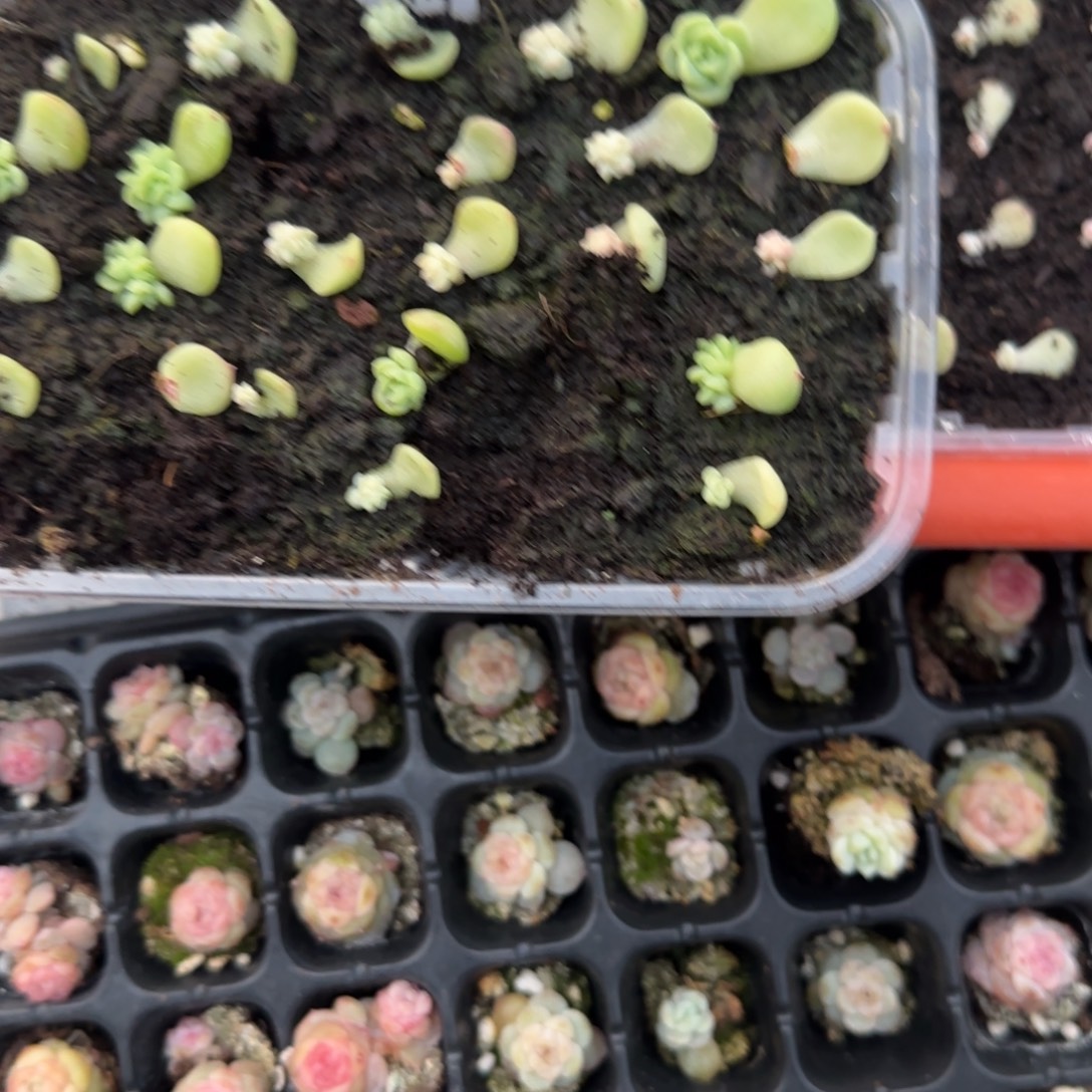 现金芝麻穴一个满25包邮