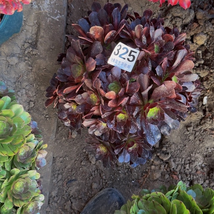 赤叶莲花27-42包邮花花