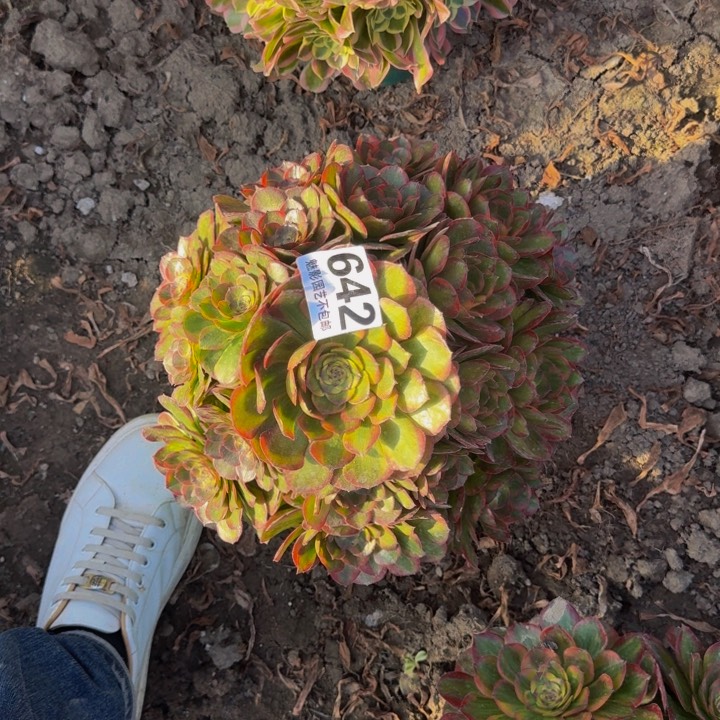 火狐花29-44包邮花花