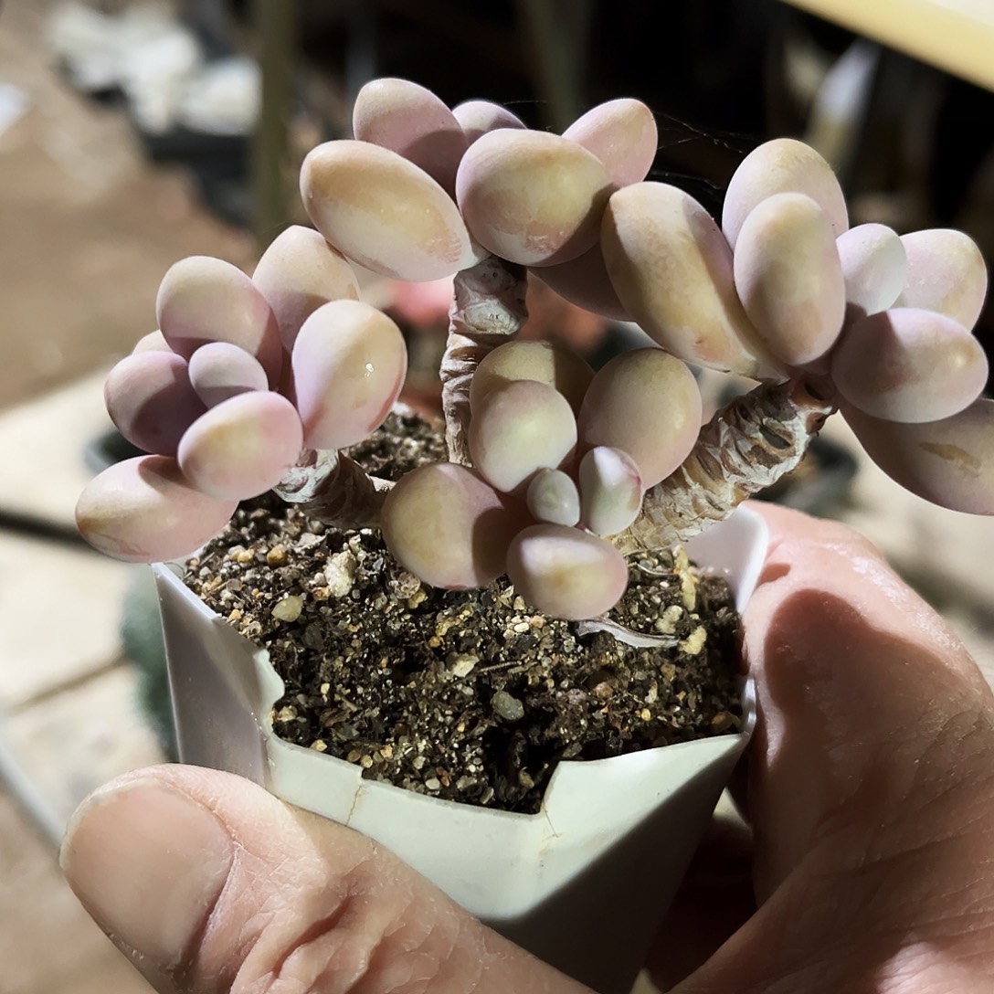 老***Y182多肉植物天后果实在难以