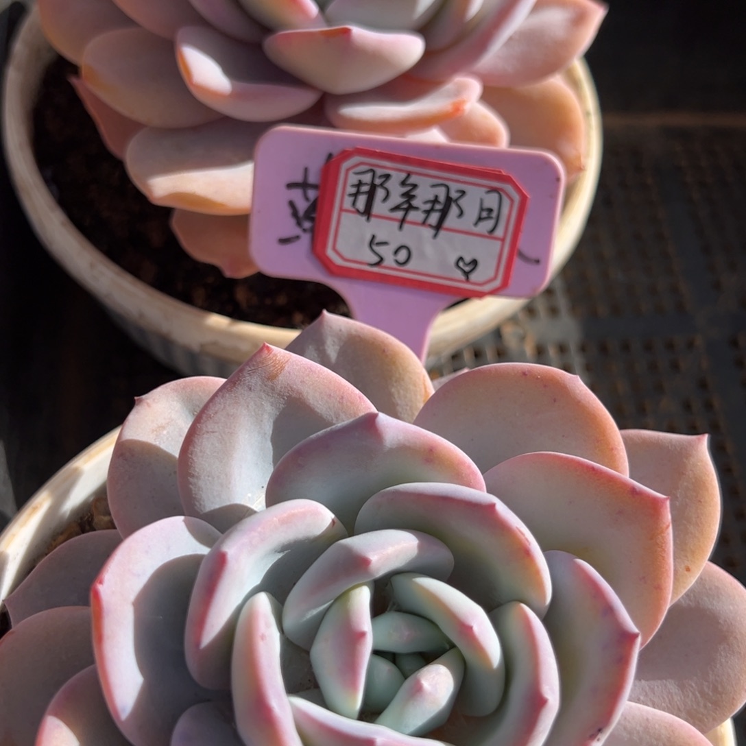 那***月我在看书啊亲爱得乖乖，那年50