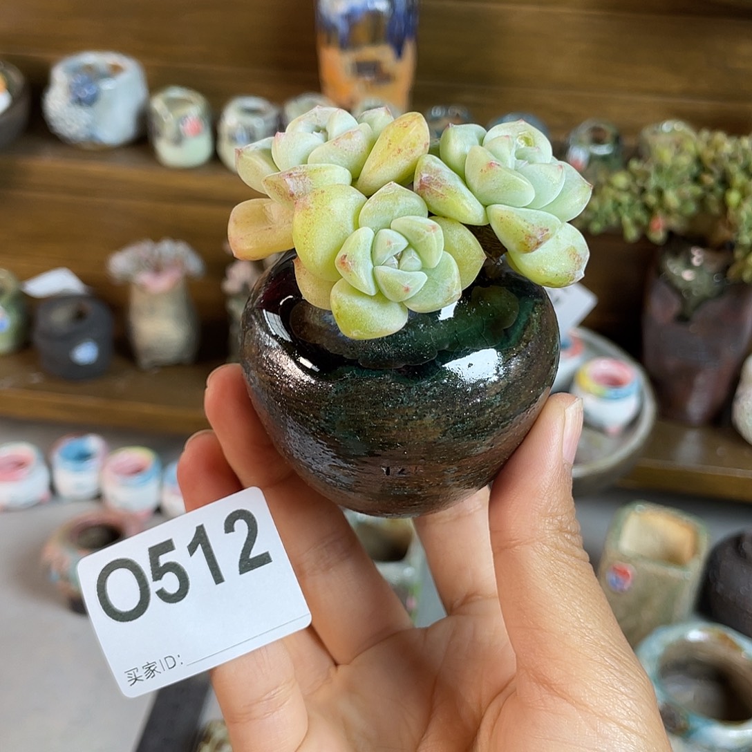 拇指盆 内口2.5左右 不含肉 百搭