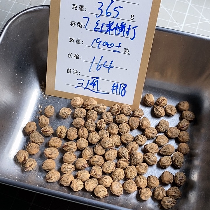 吊坠柏香籽/百香籽18号