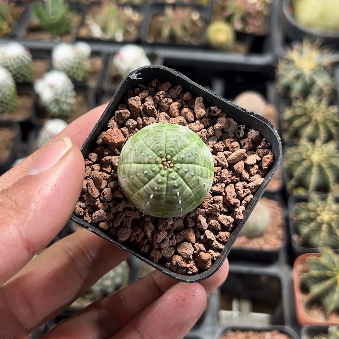 单头布纹球单头发货单头发