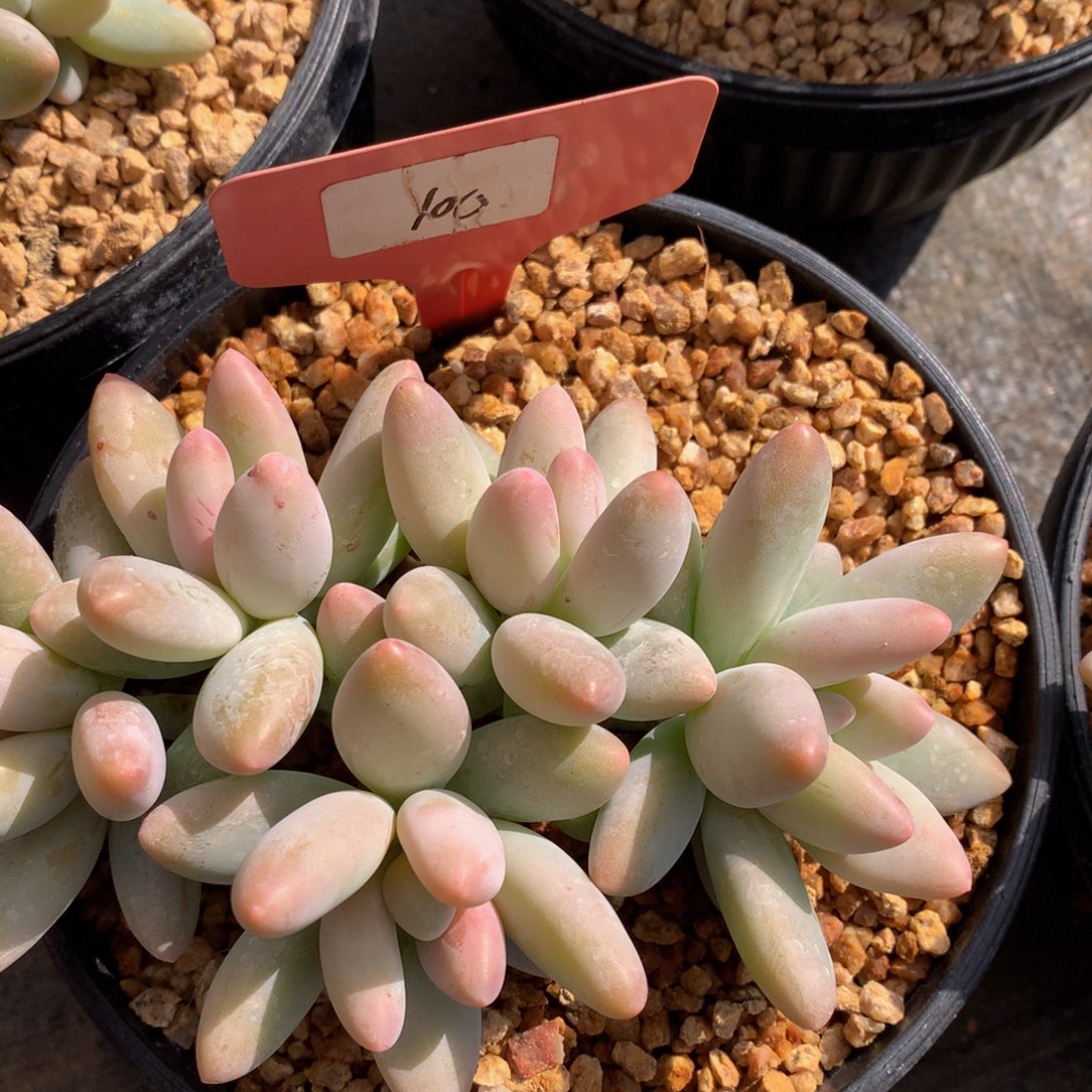 白兰地7272727272727